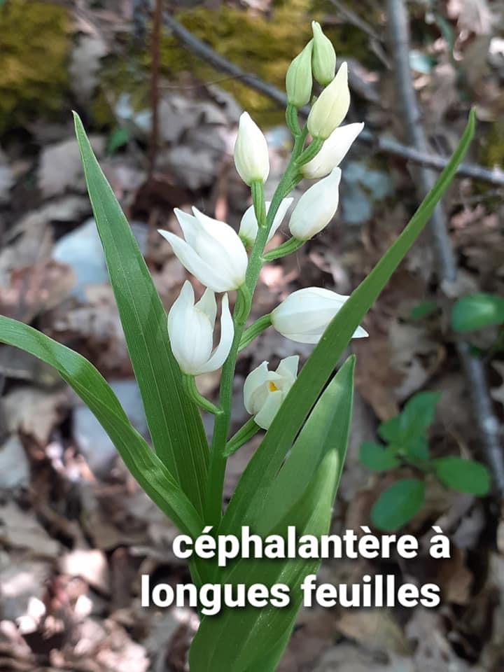 Cephalantere a longues feuilles