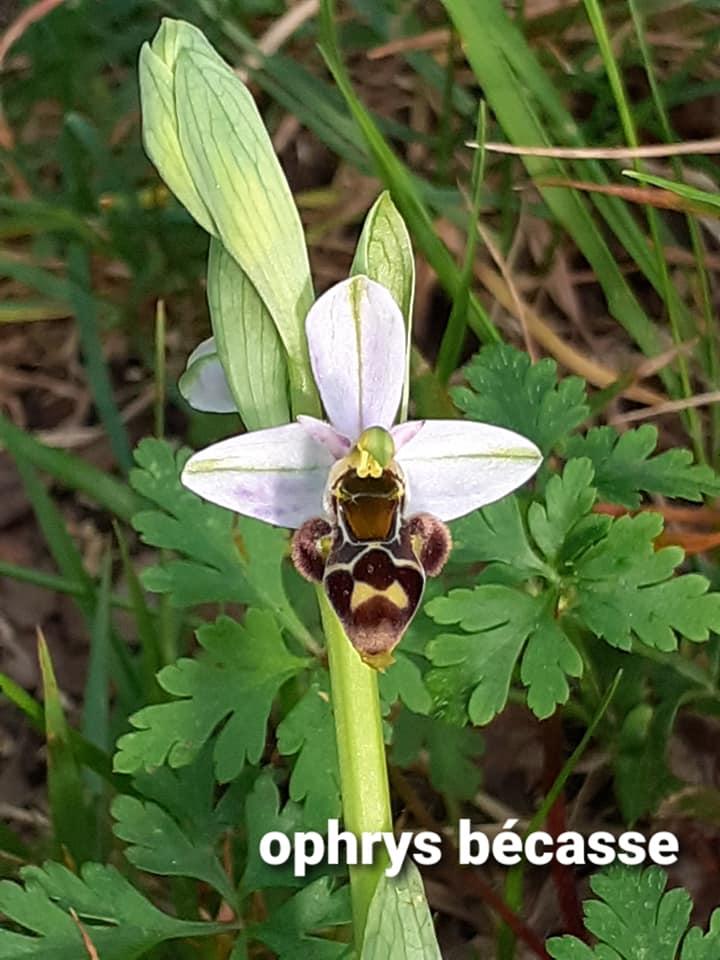 Ophrys becasse