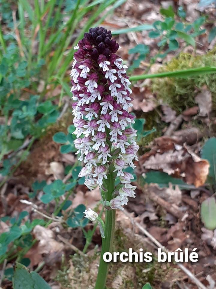 Orchis brule