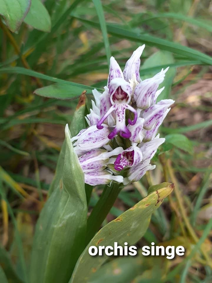 Orchis singe