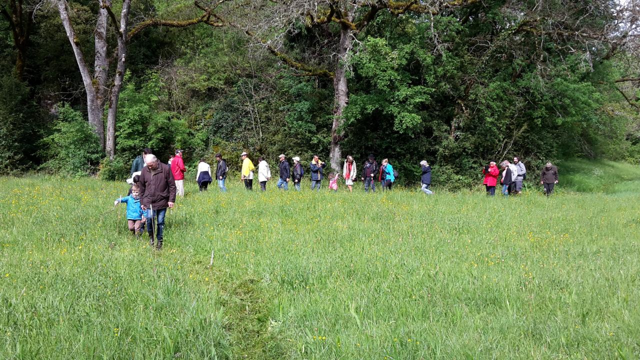 A la rencontre des Orchidées