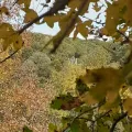 Automne