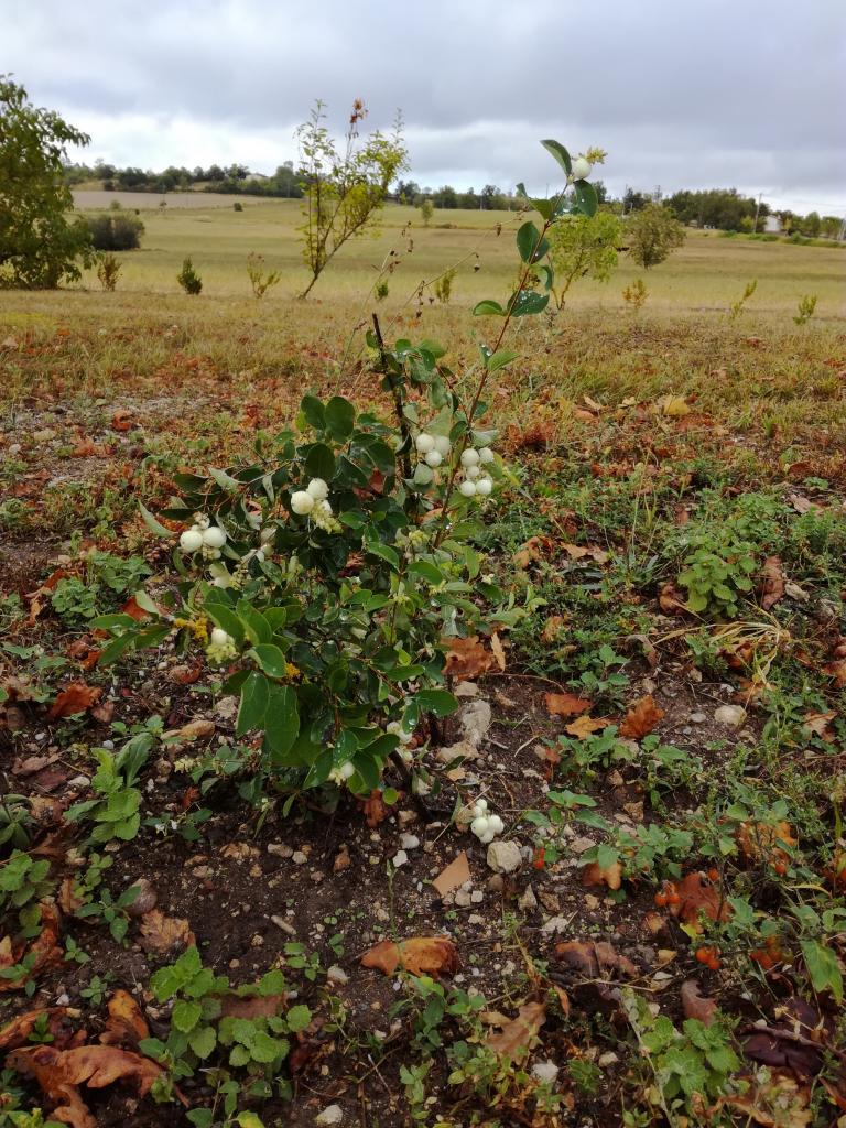 La Symphorine sur le causse