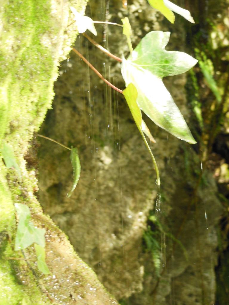 Source pétrifiante sur chemin des Buis