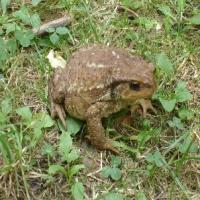 Crapaud commun