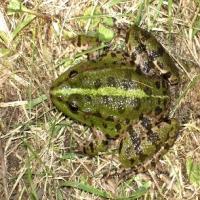 Grenouille verte 1