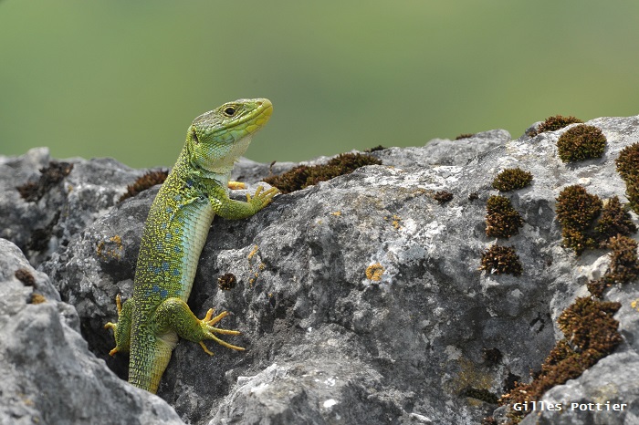 Lezard oscele