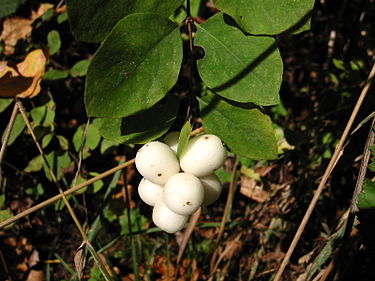 Symphorine fruits